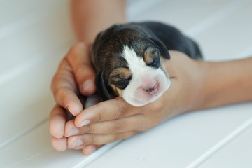 Puppy beagle 

