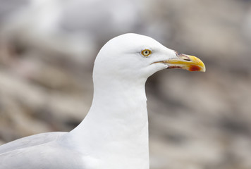 Seagull At North Sea
