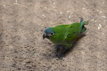 Hahn's Zwergara