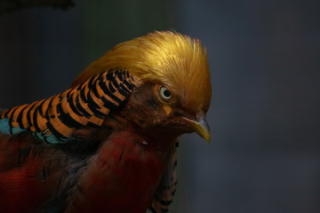 Goldfasan