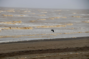 Fototapeta na wymiar crow flying on beach