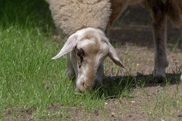 Bentheimerlandschaf