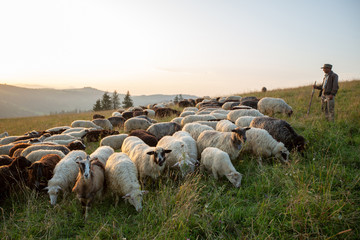 A herd of sheep on a hill in the rays of sunset. - Powered by Adobe