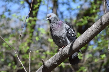 Pigeon on a branch