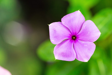 Top view of purple flower with blurred green leaf background.