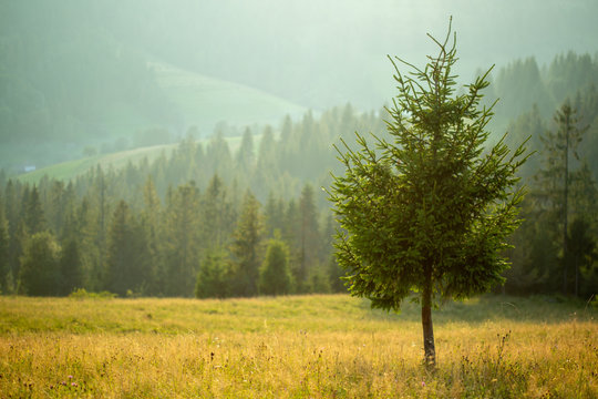 A lone pine tree against the background of the forest and mountains. - Powered by Adobe