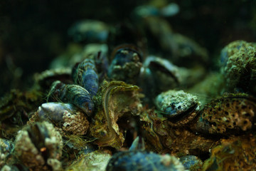 Close up mussel background underwater in the aquarium