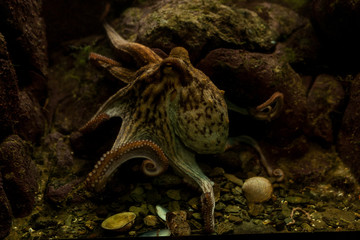 Octopus in the aquarium Selective focus Octopus looking straight into the eyes of the observer.