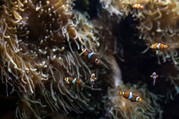 Naklejka na ściany i meble ocellaris clownfish clown anemonefish clownfish false percula clownfish Amphiprion ocellaris animal Underwater Photo close up small fish