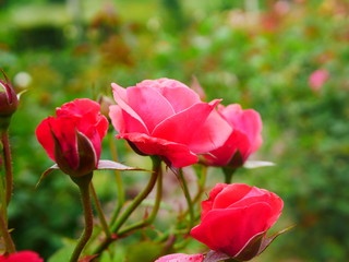red tulips in spring