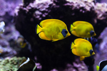 Naklejka na ściany i meble yellow tropical fishes meet in blue coral reef sea water aquarium