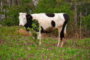 Russia. The South Of Western Siberia. Free pastures in the valleys of the Altai Mountains