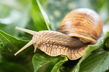 Ślimak winniczek © Agnieszka Witczak