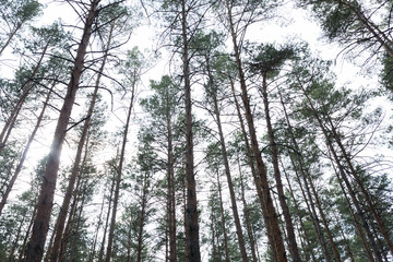 Fototapeta premium pine forest Summer season