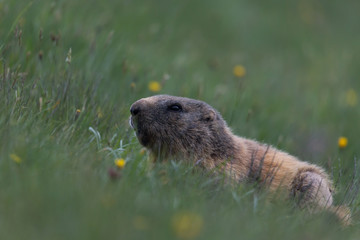 Marmotta (Marmota)