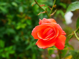beautiful red rose