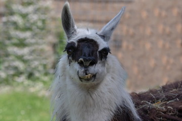 Lama