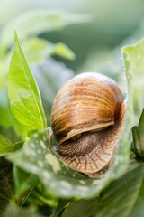 Ślimak winniczek © Agnieszka Witczak