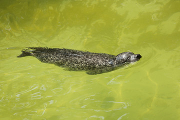 Fototapeta premium Harbor seal (Phoca vitulina).