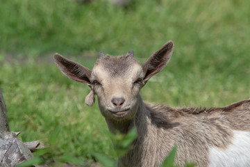 Obraz premium Afrikanische Zwergziege