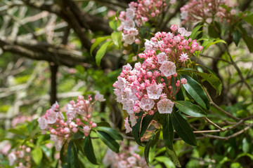 Mountain laurel bush in bloom with blurred background