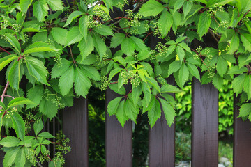 Wooden fence  in the garden