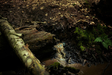 Wasserlauf / Bach im Wald
