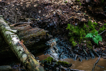 Wasserlauf / Bach im Wald