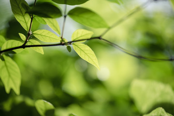 abstract,bokeh leaf pattern nature green background.