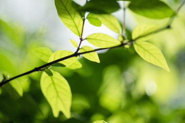 Fototapeta na wymiar abstract,bokeh leaf pattern nature green background.