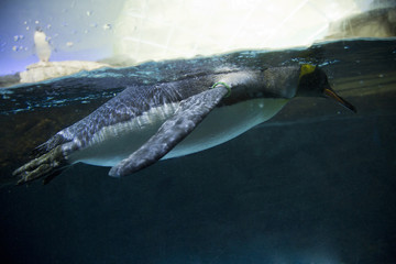 Obraz premium King penguin (Aptenodytes patagonicus).