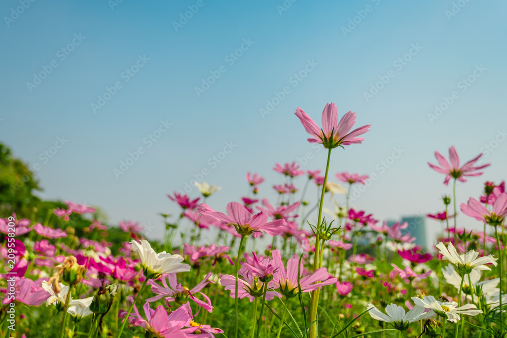 Wall mural pink cosmos flowers in garden