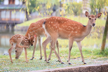 池の側を散策する鹿の家族