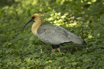 Black-faced ibis (Theristicus melanopis).