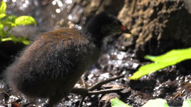 Slow Motion Small Baby Bird Walking Around  180 Fps Full HD visual Resource