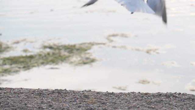 Seagulls Flying in Slow Motion at The Lakes Copenhagen 180p Full HD visual Resource
