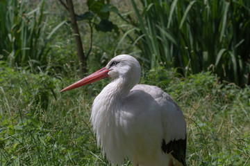 Weissstorch Weißstorch Weisstorch