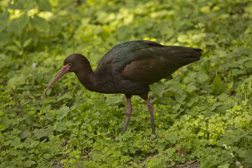 Naklejka premium The glossy ibis (Plegadis falcinellus).