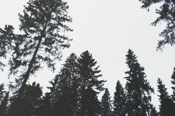 зимний лес лес сосны 