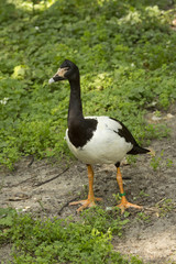 Magpie goose (Anseranas semipalmata).