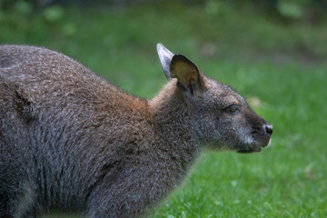 bennett känguru