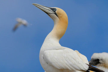 Basstölpel auf dem Bass Rock in Schottland - Ein wunder der Tierwelt!
