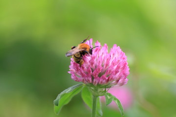 紫詰草の蜜を吸うミツバチ