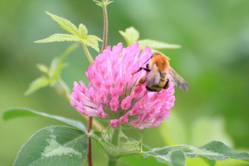 紫詰草の蜜を吸うミツバチ