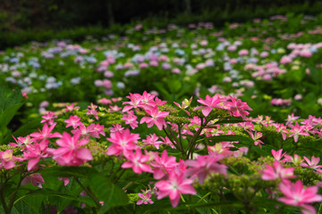 Obraz premium 京都三室戸寺の紫陽花