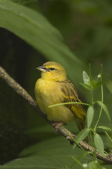 Taveta weaver (Ploceus castaneiceps).