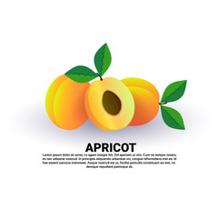 apricot on white background, healthy lifestyle or diet concept, logo for fresh fruits vector illustration