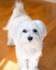 Maltese Dog
