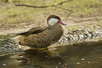 White-cheeked pintail, Bahama pintail, summer duck, (Anas bahamensis).