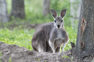 Naklejka na ściany i meble Wild grey kangaroo resting. Young cute wild grey kangaroo sitting and looking on the grass